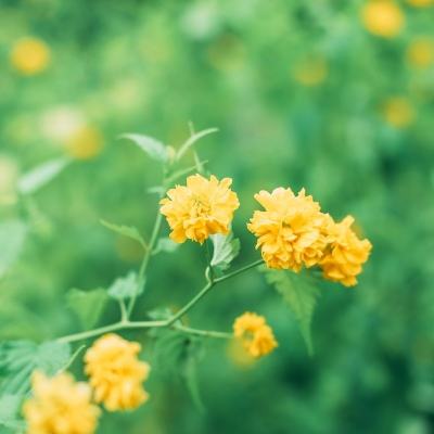 铁血攻沙手游安智版下载